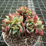 Echeveria 'Red Begonia' Crest 红海棠缀化 -- JCC Succulent Plants