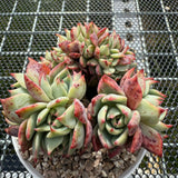 Echeveria 'Red Begonia' Crest 红海棠缀化 -- JCC Succulent Plants