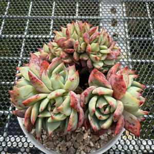 Echeveria 'Red Begonia' Crest 红海棠缀化 -- JCC Succulent Plants