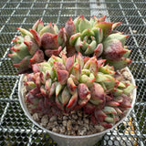 Echeveria 'Red Begonia' Crest 红海棠缀化 -- JCC Succulent Plants