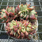 Echeveria 'Red Begonia' Crest 红海棠缀化 -- JCC Succulent Plants