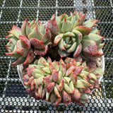 Echeveria 'Red Begonia' Crest 红海棠缀化 -- JCC Succulent Plants