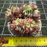 Echeveria 'Red Begonia' Crest 红海棠缀化 -- JCC Succulent Plants