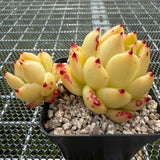 Echeveria 'Jelly Cloud' 果冻云 -- JCC Succulent Plants