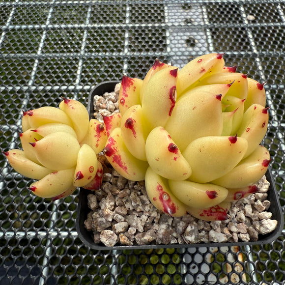 Echeveria 'Jelly Cloud' 果冻云 -- JCC Succulent Plants