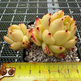 Echeveria 'Jelly Cloud' 果冻云 -- JCC Succulent Plants