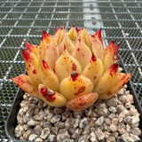 Echeveria 'Fire Fly' 萤火虫 -- JCC Succulent Plants