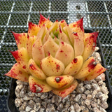 Echeveria 'Fire Fly' 萤火虫 -- JCC Succulent Plants