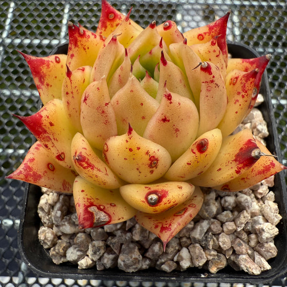 Echeveria 'Fire Fly' 萤火虫 -- JCC Succulent Plants