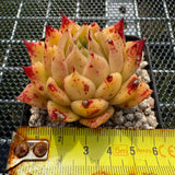 Echeveria 'Fire Fly' 萤火虫 -- JCC Succulent Plants