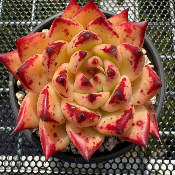 Echeveria Ebony Sp. 乌木杂 -- JCC Succulent Plants