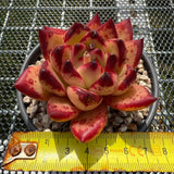 Echeveria Ebony Sp. 乌木杂 -- JCC Succulent Plants