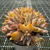 Echeveria 'Vampire' Monstrose 吸血鬼石化 -- JCC Succulent Plants