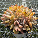 Echeveria 'Vampire' Monstrose 吸血鬼石化 -- JCC Succulent Plants