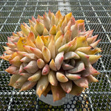 Echeveria 'Vampire' Monstrose 吸血鬼石化 -- JCC Succulent Plants