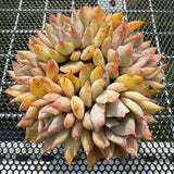 Echeveria 'Vampire' Monstrose 吸血鬼石化 -- JCC Succulent Plants