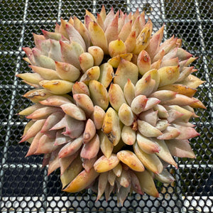 Echeveria 'Vampire' Monstrose 吸血鬼石化 -- JCC Succulent Plants