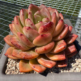 Echeveria 'Q Orange' Q橙 -- JCC Succulent Plants