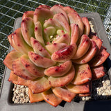 Echeveria 'Q Orange' Q橙 -- JCC Succulent Plants