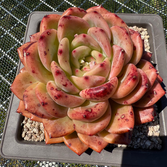 Echeveria 'Q Orange' Q橙 -- JCC Succulent Plants