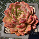 Echeveria 'Q Orange' Q橙 -- JCC Succulent Plants