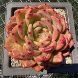 Echeveria 'Q Orange' Q橙 -- JCC Succulent Plants