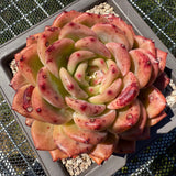 Echeveria 'Q Orange' Q橙 -- JCC Succulent Plants