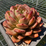 Echeveria 'Q Orange' Q橙 -- JCC Succulent Plants