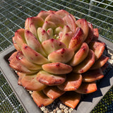 Echeveria 'Q Orange' Q橙 -- JCC Succulent Plants