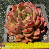 Echeveria 'Q Orange' Q橙 -- JCC Succulent Plants